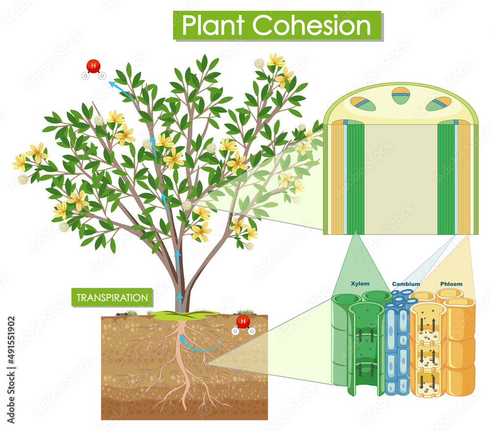 Diagram showing plant cohesion