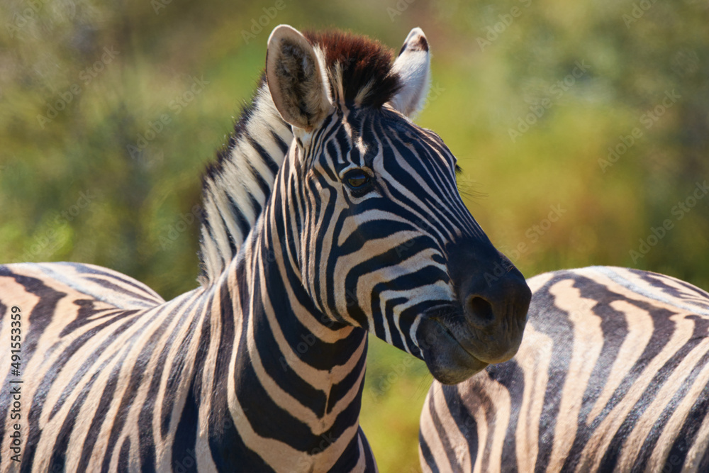 Black and white beauty of the wild. Shot of two zebras grazing in the wild.