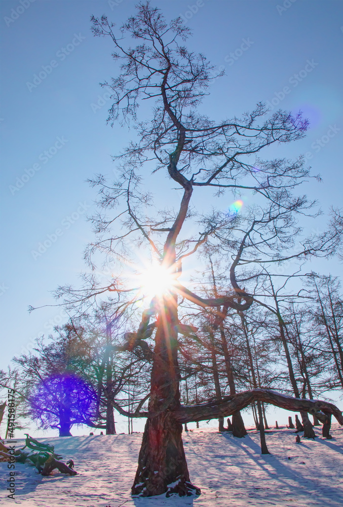 在冬季景观中，一棵死去的孤独树被雪覆盖，积雪周围有一道木栅栏