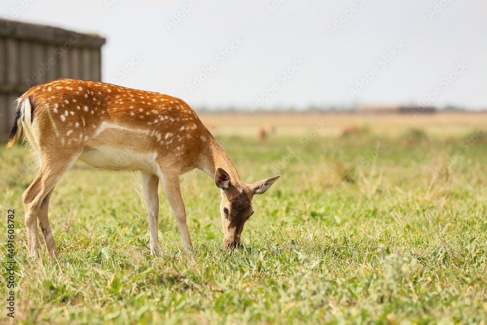 Beautiful deer in wildlife sanctuary