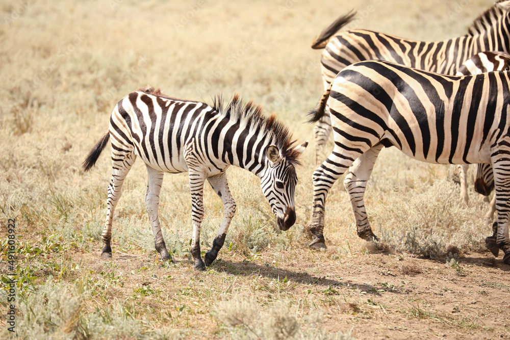 Beautiful zebras in wildlife sanctuary