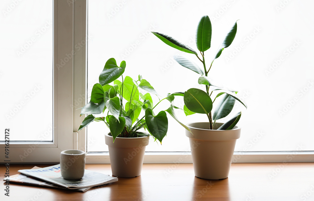 窗台上的绿色室内植物、蜡烛和杂志