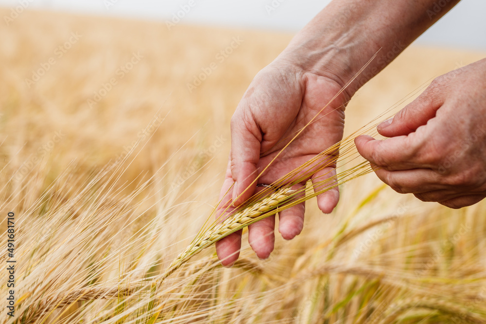 Farmer inspecting agricultural field and control quality of barley crop before harvesting. Female ha