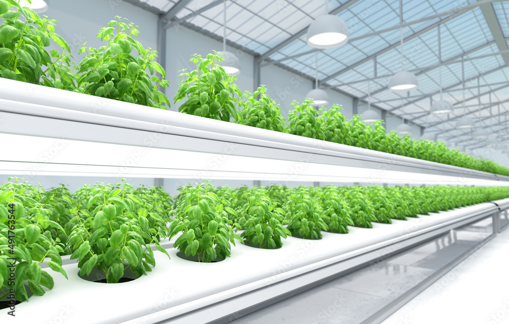 Organic Hydroponics Vegetable Farm