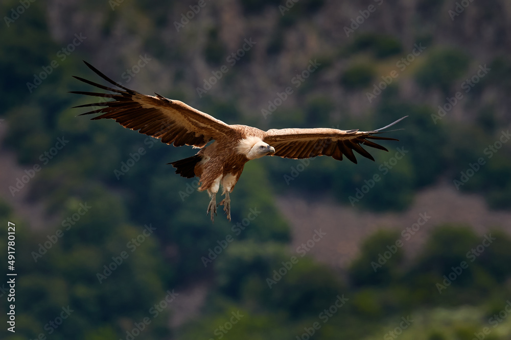 秃鹫飞行。格里芬秃鹫、Gyps fulvus、大型猛禽在岩石山上空飞行，自然栖息地