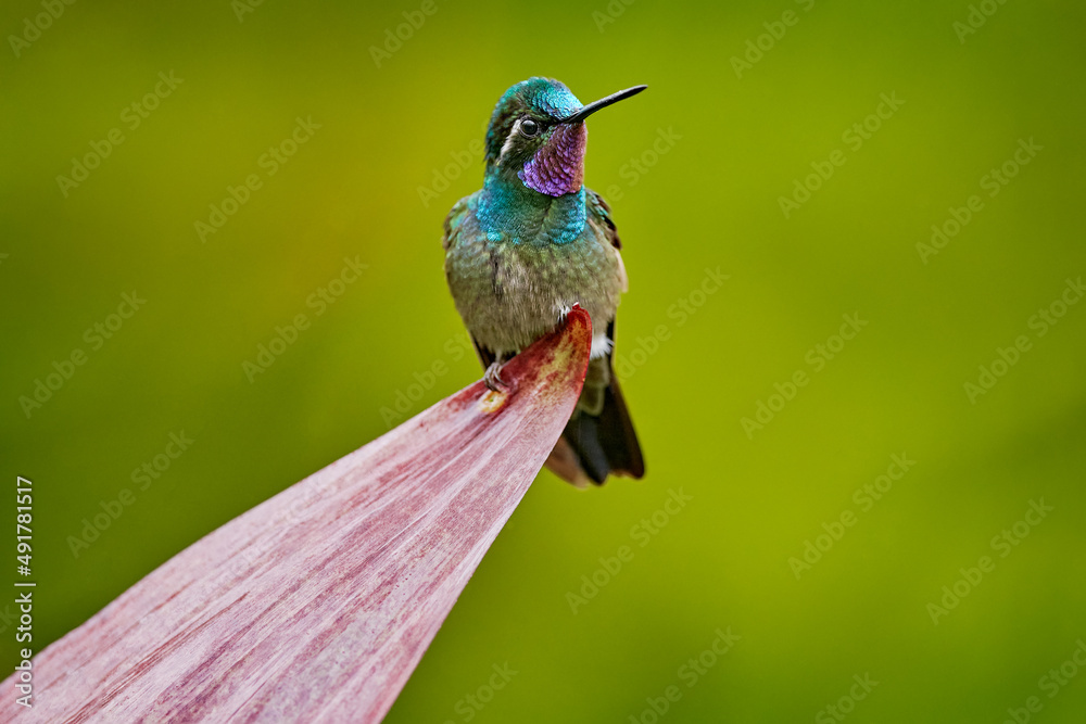 Lampornis calolaemus，紫喉山珍，来自哥斯达黎加的小蜂鸟。紫罗兰色喉咙