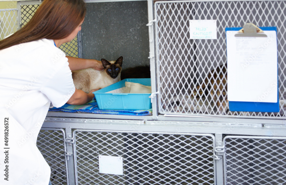 Taking the best care of your animals. A female vet carefully putting a Siamese cat patient into its 