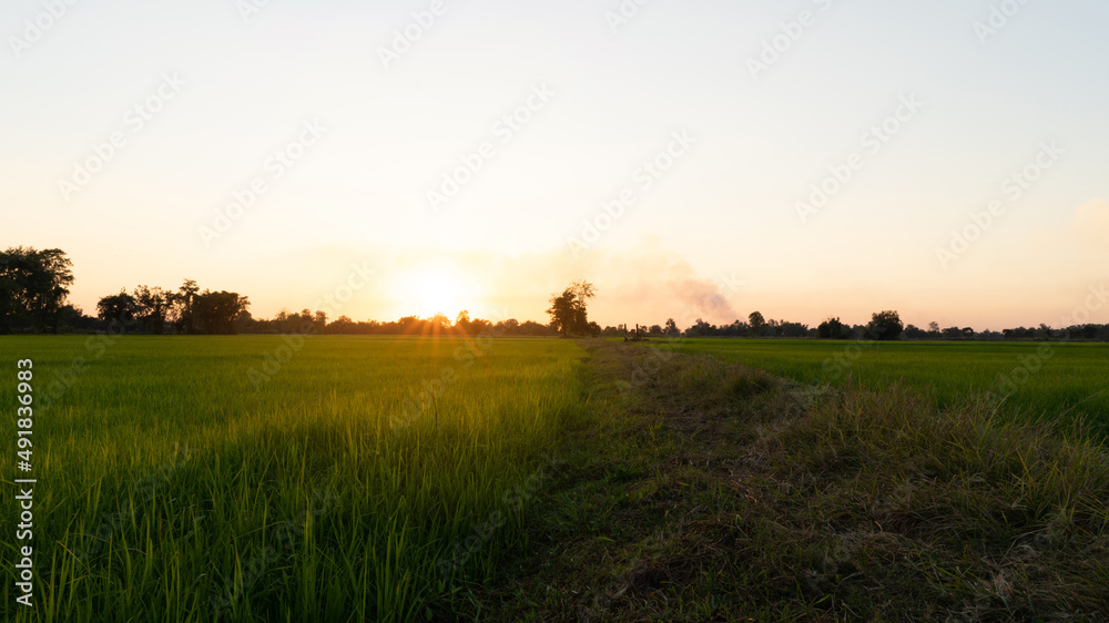 Rice fields with warm light in sunset, farmer Rice field griculture plant in autumn, farm plant in s