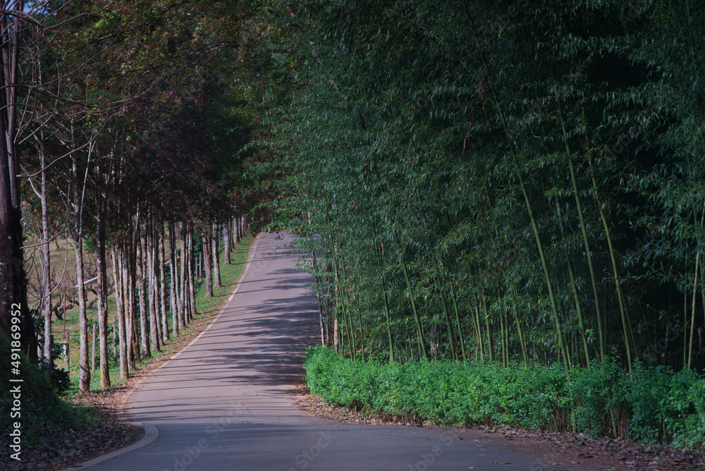 A zig zag road with bamboo forest on the side in a garden