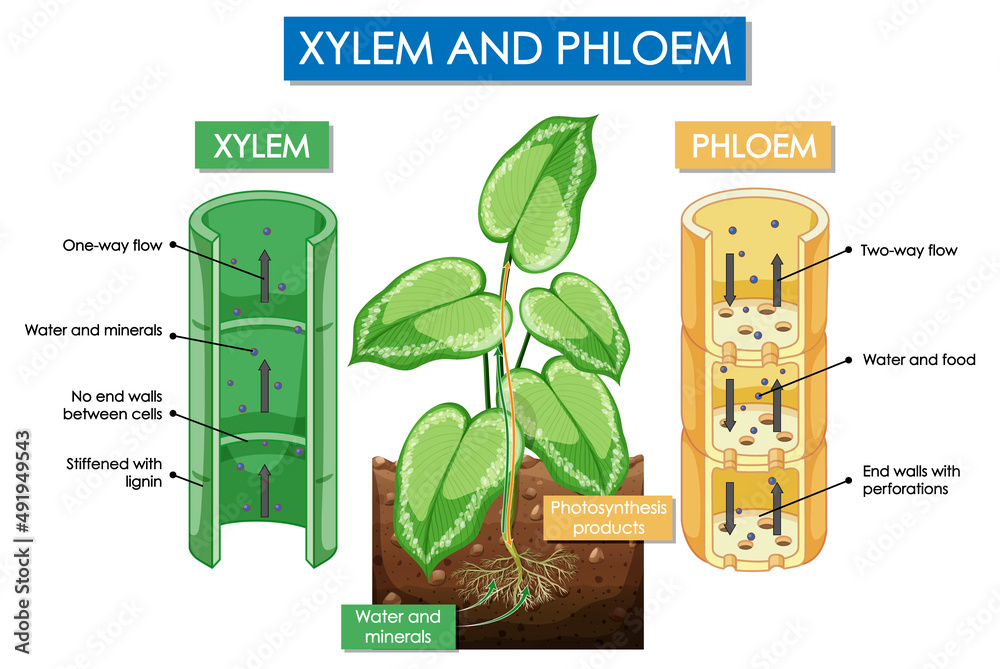 Diagram showing xylem and phloem plant