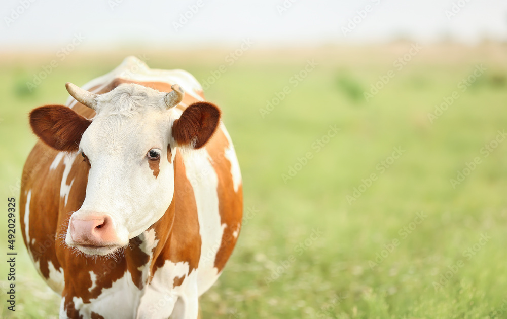 Brindled cow grazing on green pasture