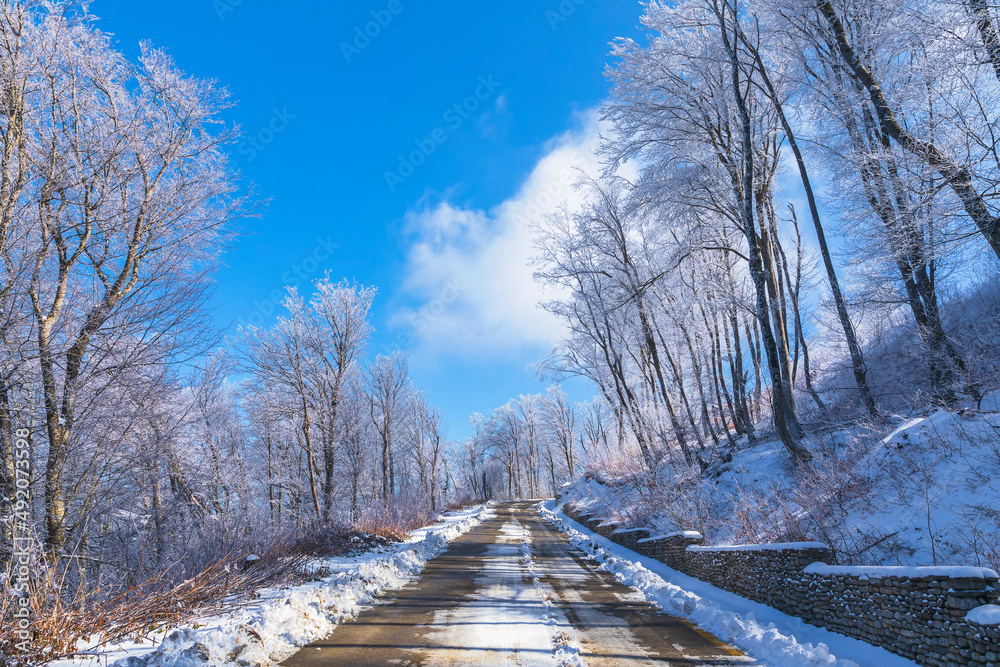 穿过森林的被雪覆盖的道路