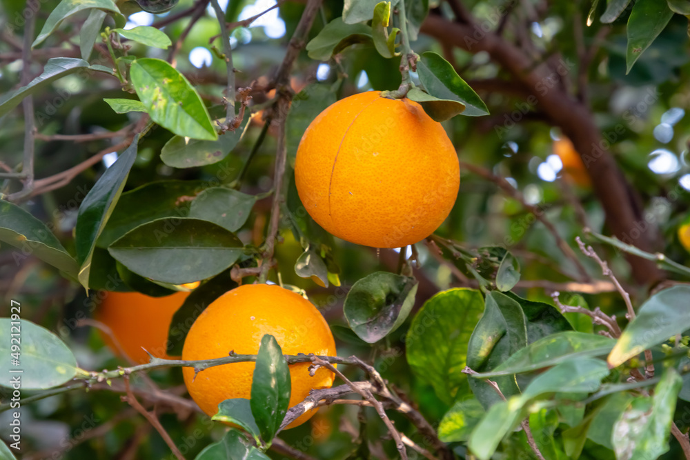 Ripe oranges grow on a tree among the foliage