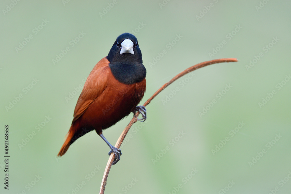 Munia（Lonchura atriapilla）的特写，显示芬奇的眼睛、脸、身体和le的细节