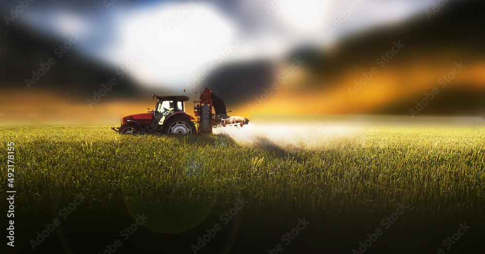 Tractor spraying pesticides wheat field.