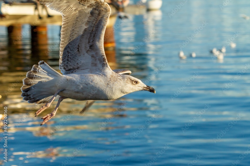 在巴塞罗那（西班牙）港口飞行的棕色和白色海鸥（Larus michahellis），选择性focu