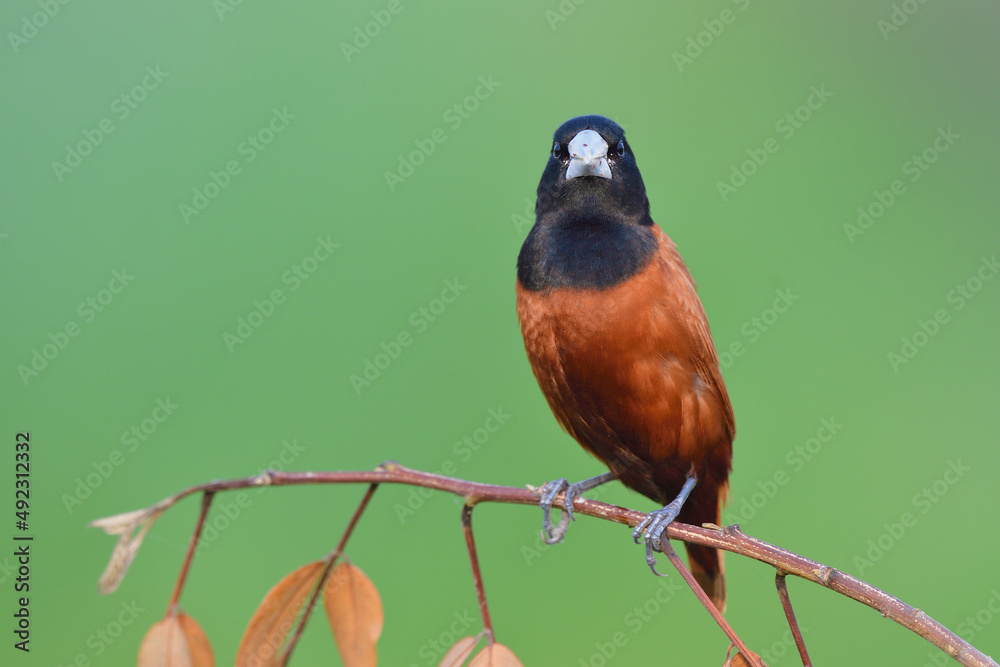 黑熊（Lonchura atricapilla）在击打ag时用天鹅绒羽毛栖息在树梢上