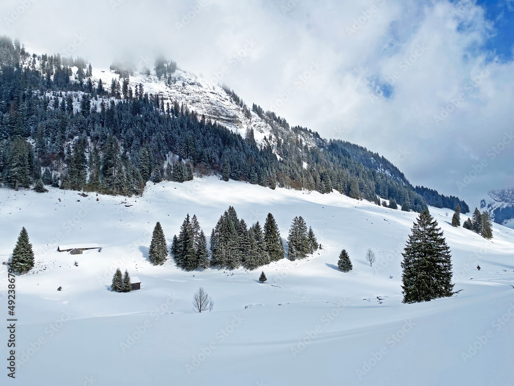 奥伯托格降雪后，典型的冬季大气中，高山树木的树冠如图所示