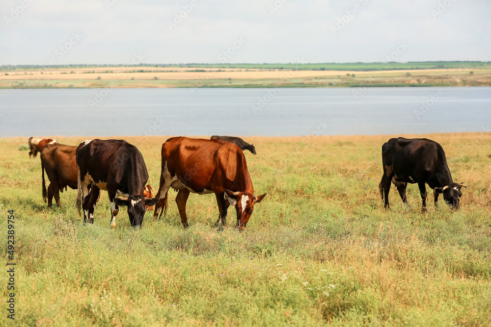 Cute cows grazing on green pasture