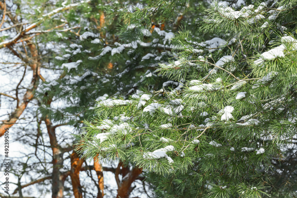 冬季森林中被雪覆盖的松树树枝