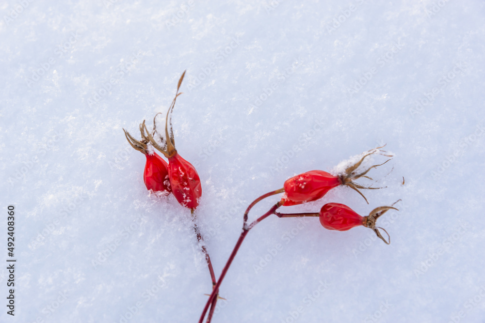 玫瑰红在寒冷的雪地里。