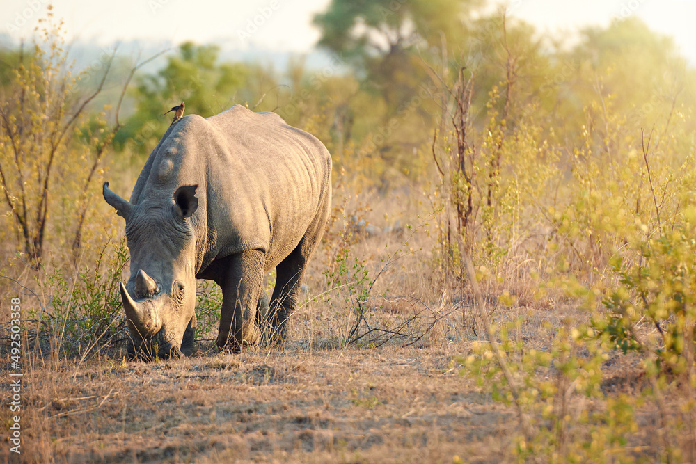 Hes a grazing giant. Full length shot of a rhinoceros in the wild.