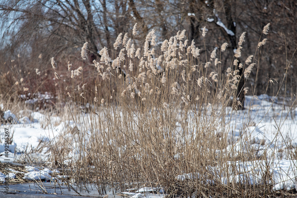 A branch of reeds is dry in winter in nature.