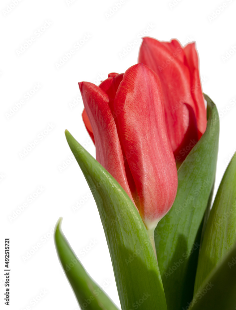 Flower, red tulip on a white background.