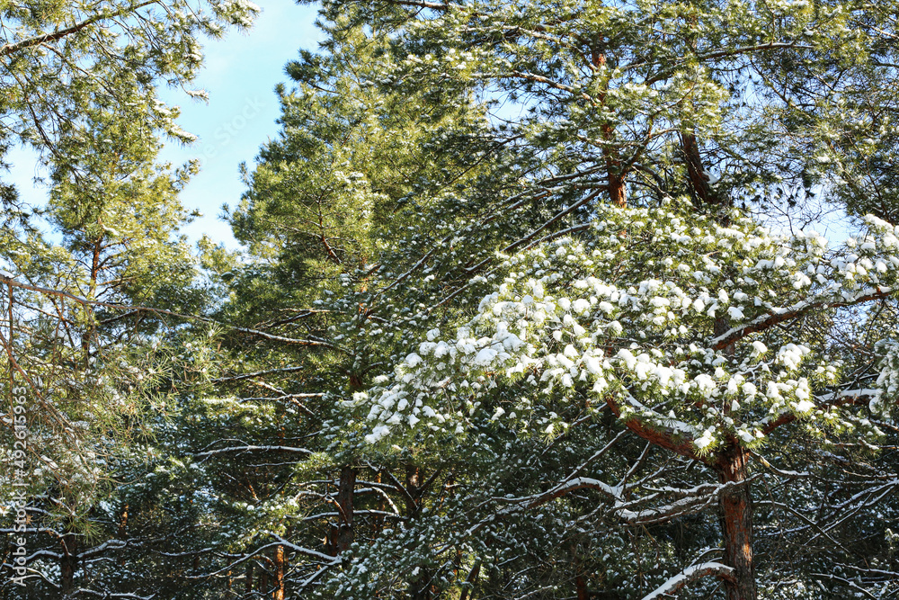 Pine trees covered with snow in winter forest