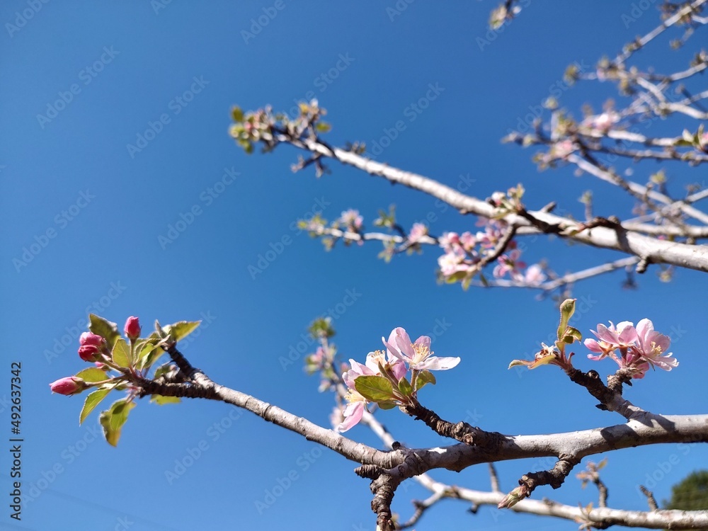 苹果在天空绽放