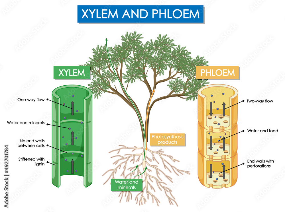 木质部和韧皮部植物示意图