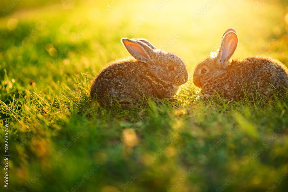 A pair of rabbits at sunset or sunrise in the grass.