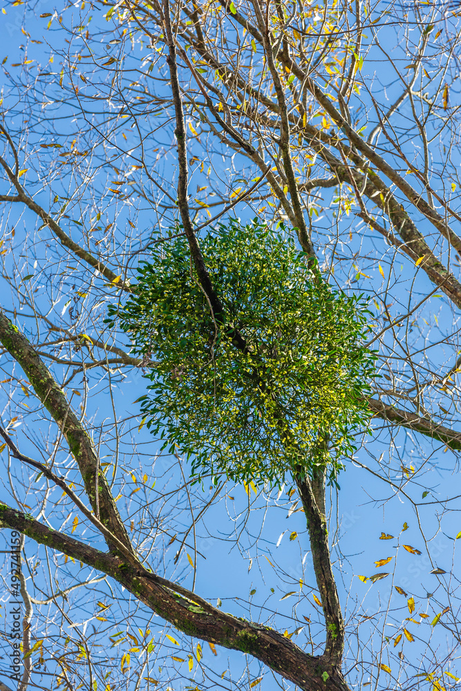 Mistel wächst an einem Baum