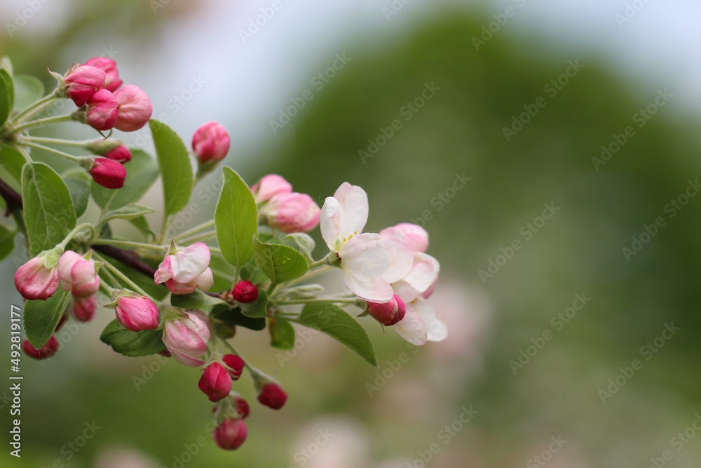 苹果树开花的枝条