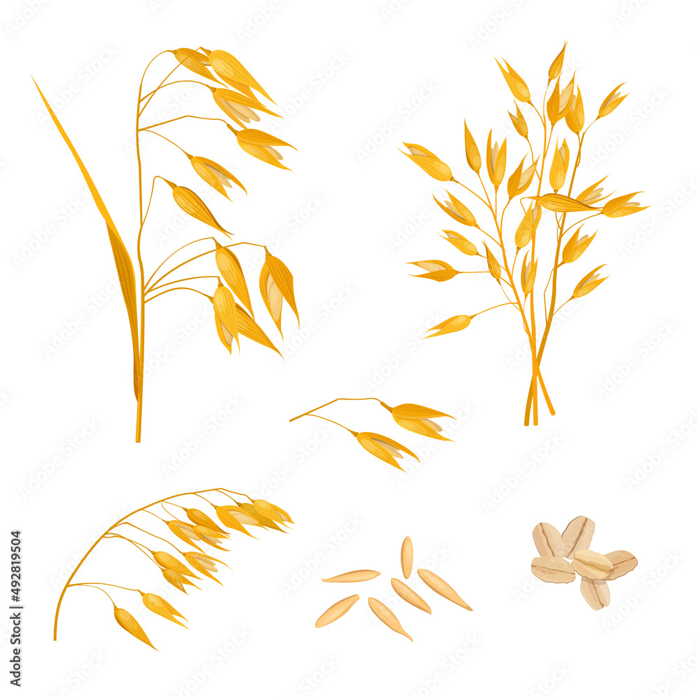 Oat plant. stems, grains and oat flakes on white background. Vector illustratio
