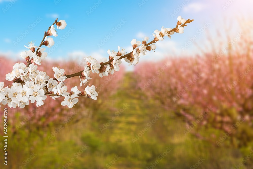 天空背景下，树上美丽的白色樱花树枝。