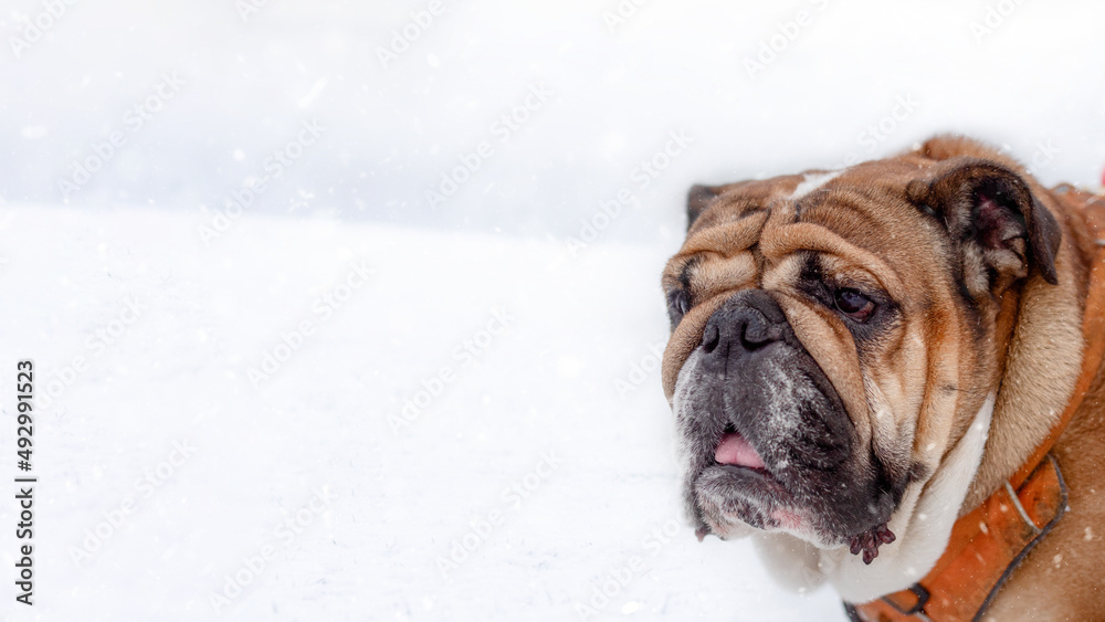 Portrait of  Red English British Bulldog in orange harness out for a walk standing on the snow in su