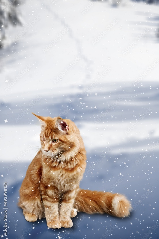 雪地里可爱小猫的肖像，以冬季森林为背景。