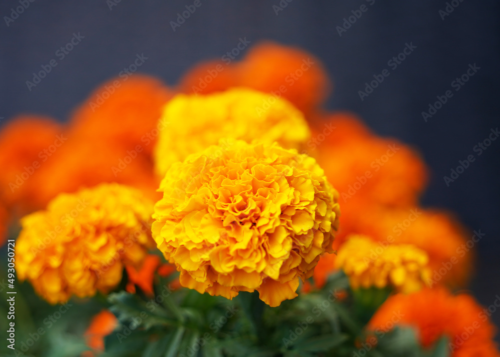 Close up of a field of marigold flowers.