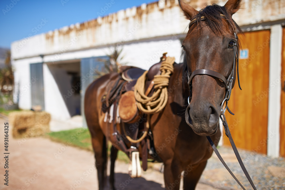 Who wants to go for a ride. Shot of a beautiful brown horse standing in front of the stable doors.