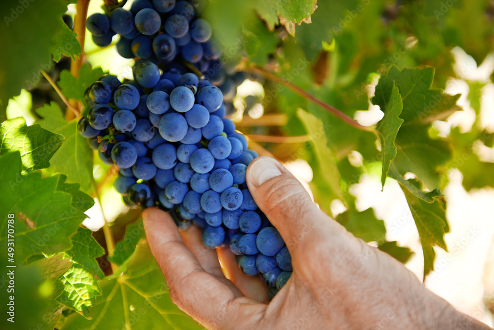 Enjoying a day of wine tasting in the sun. Shot of a mature man inspecting grapes on a vine.