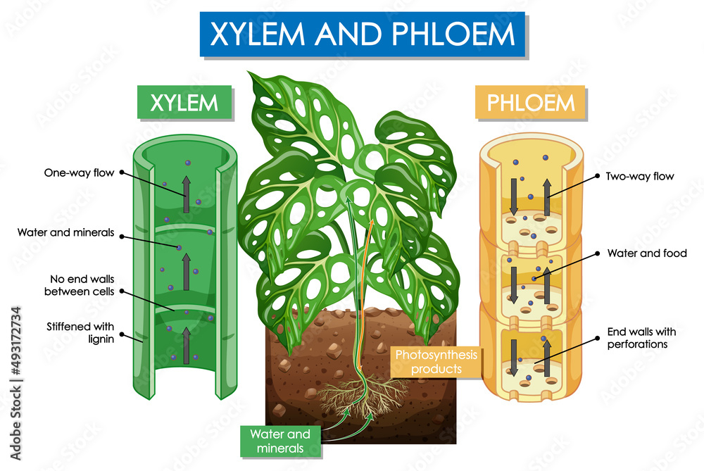 木质部和韧皮部植物示意图