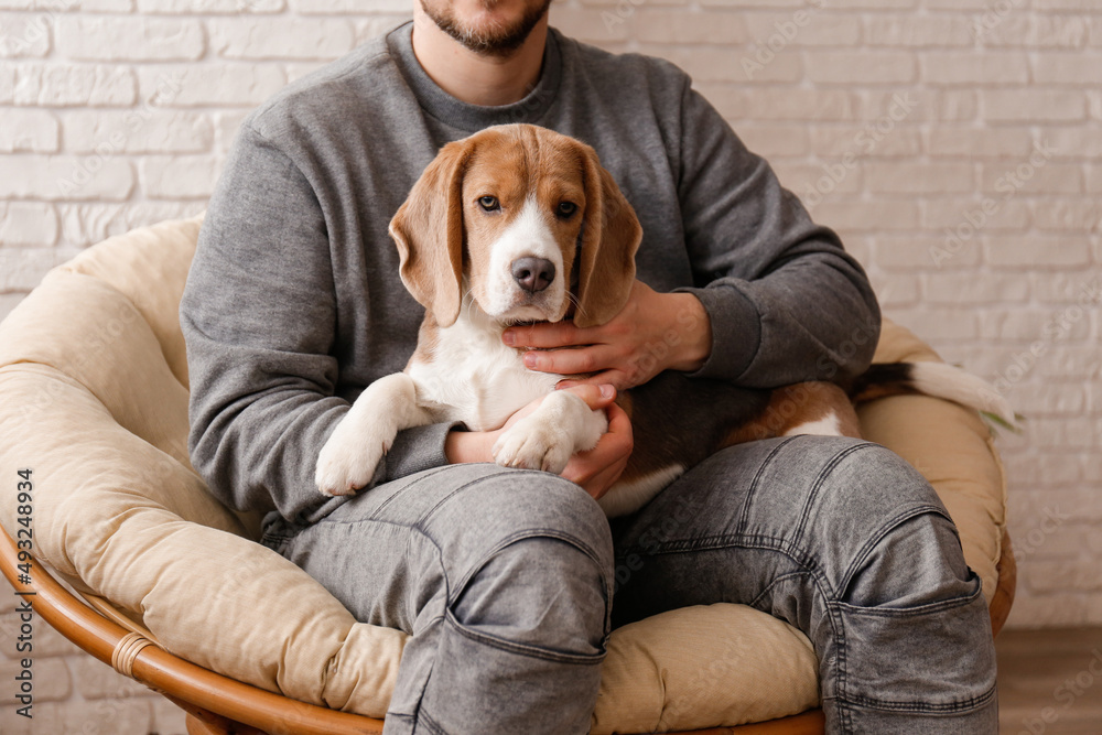 一个不知名的男人坐在狗仔椅上，抚摸着腿上可爱的小猎犬。瞌睡狗