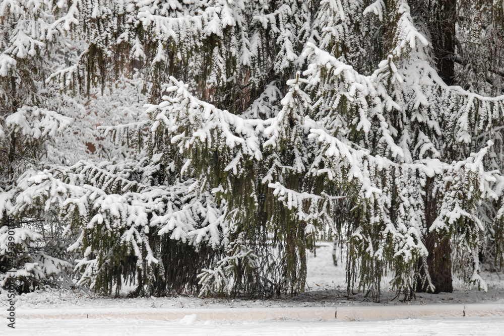 Fir green branches in the snow, in winter.