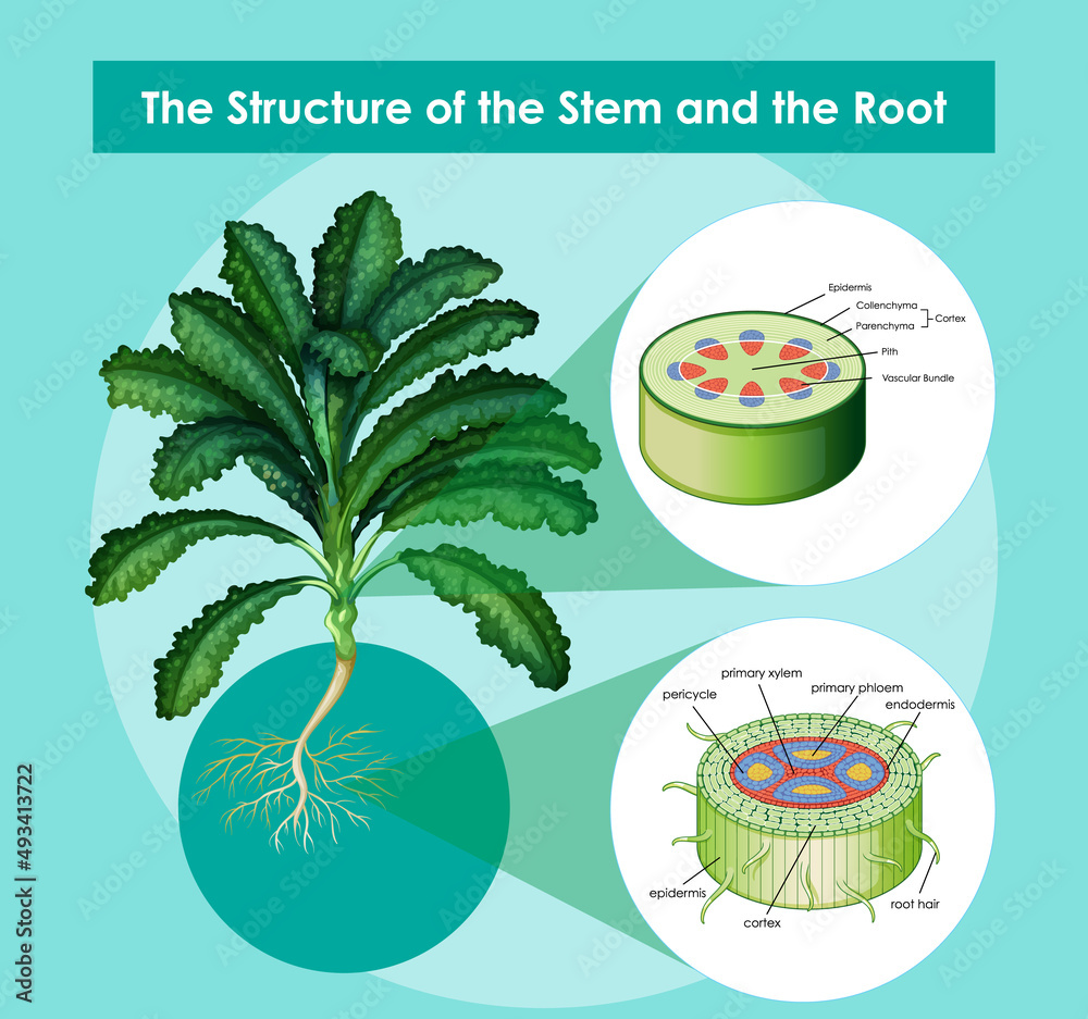 Diagram showing the structure of the stem and the root