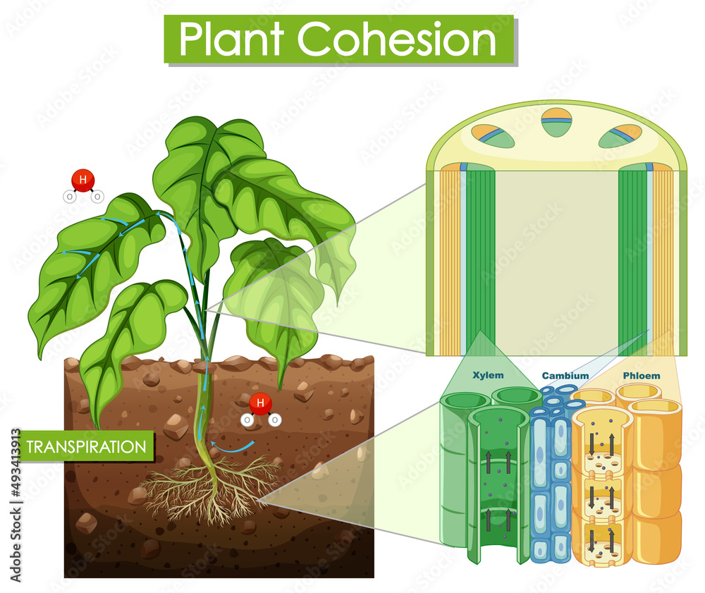 植物凝聚力示意图