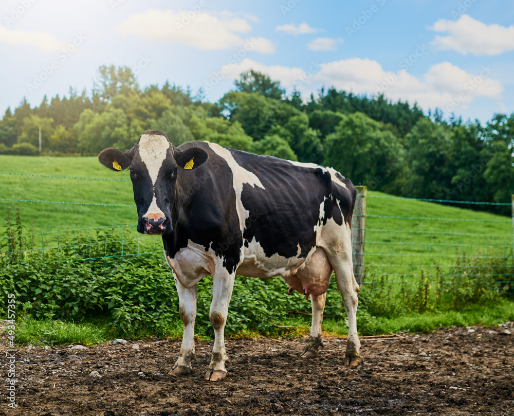 Mooooo。一头奶牛站在奶牛场上的全长镜头。