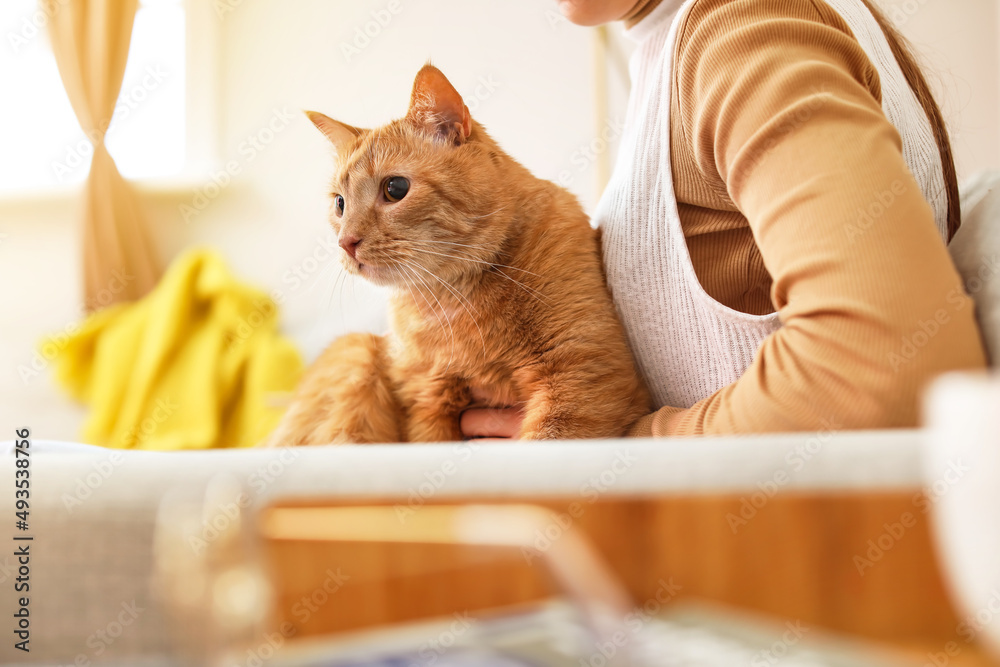 可爱的姜黄色猫咪，主人在家秋日