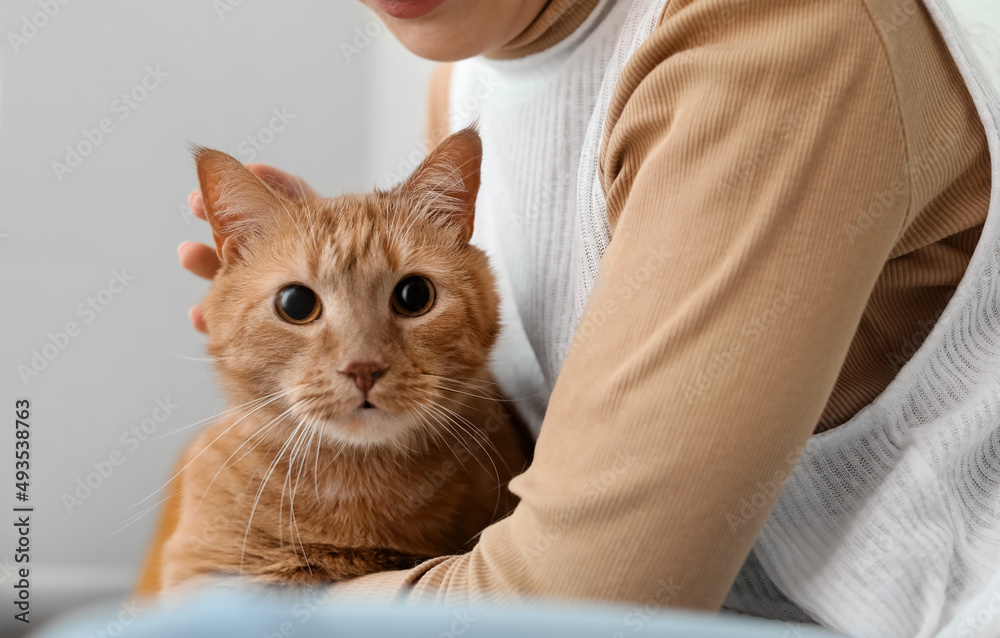 可爱的姜黄色猫咪，主人在家秋日