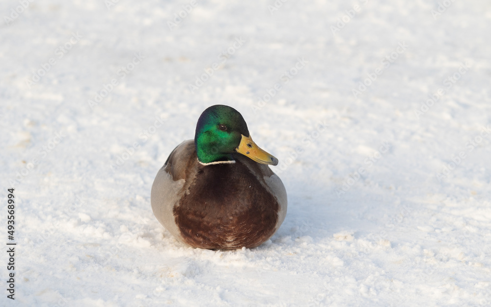 冬天白雪上的野鸭。